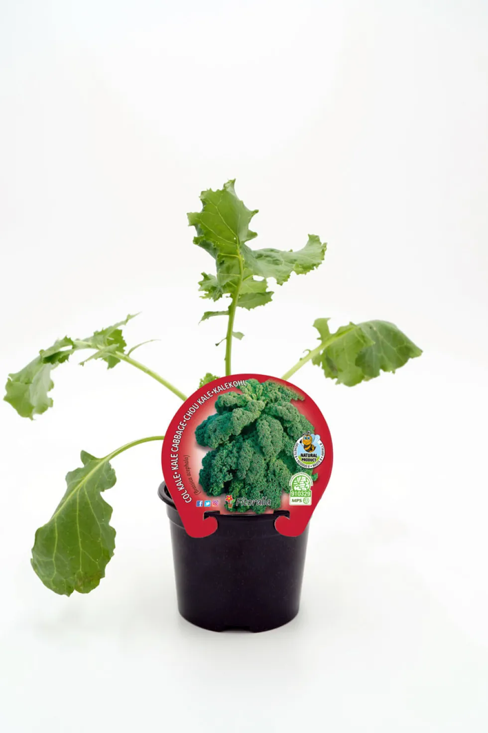 Col kale - Planta de huerto