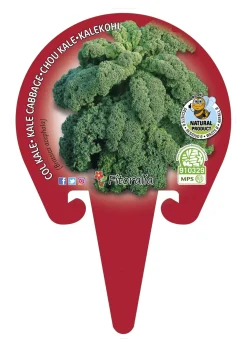 Col kale - Planta de huerto