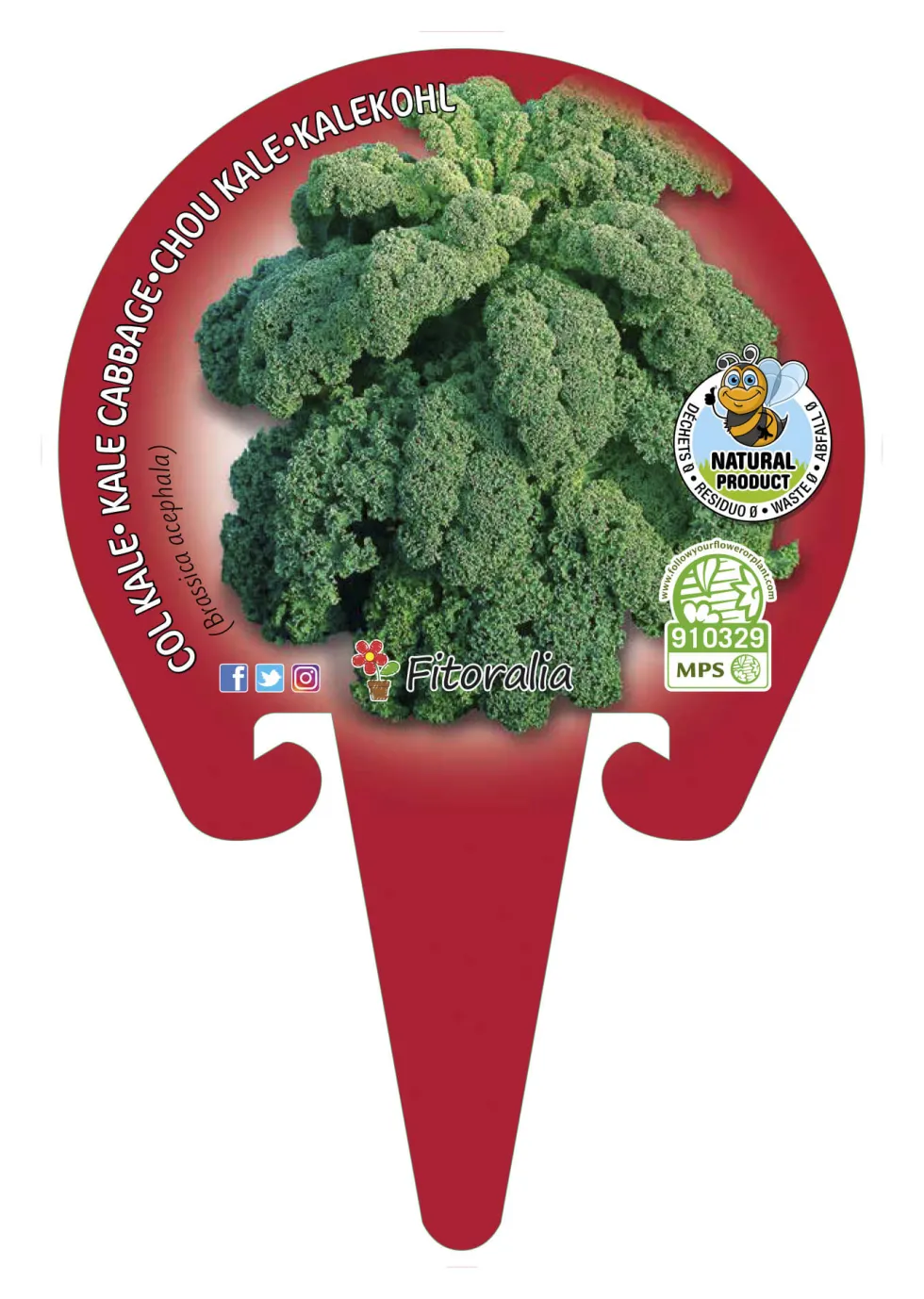 Col kale - Planta de huerto