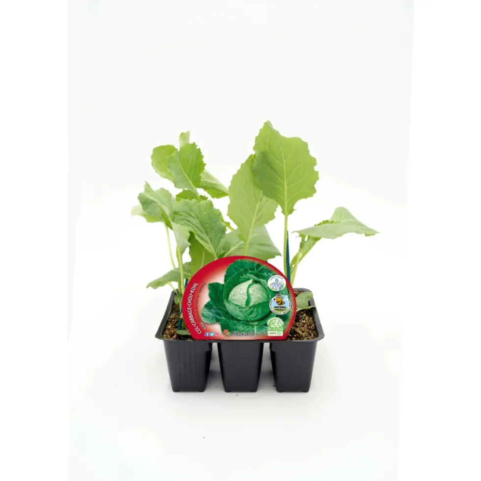 Col Lisa - Pack de 6 plantas de huerto