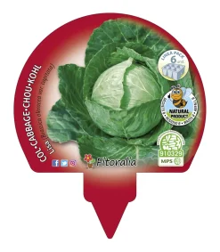 Col Lisa - Pack de 6 plantas de huerto