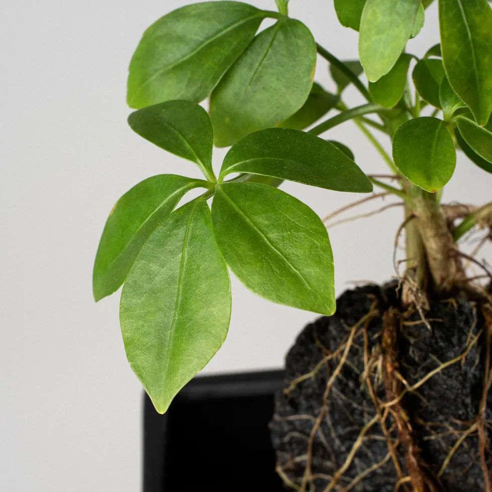 Composición de planta verde con lava