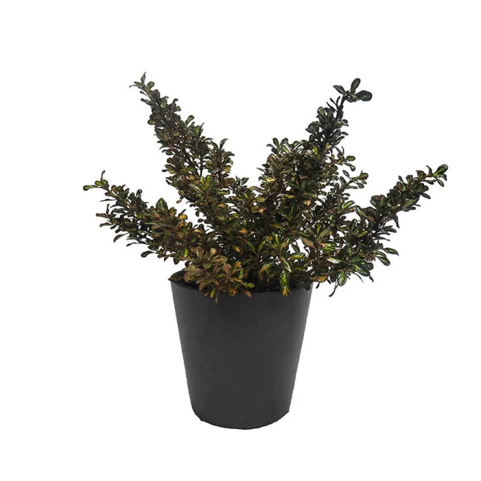 Coprosma 'Evening Glow'