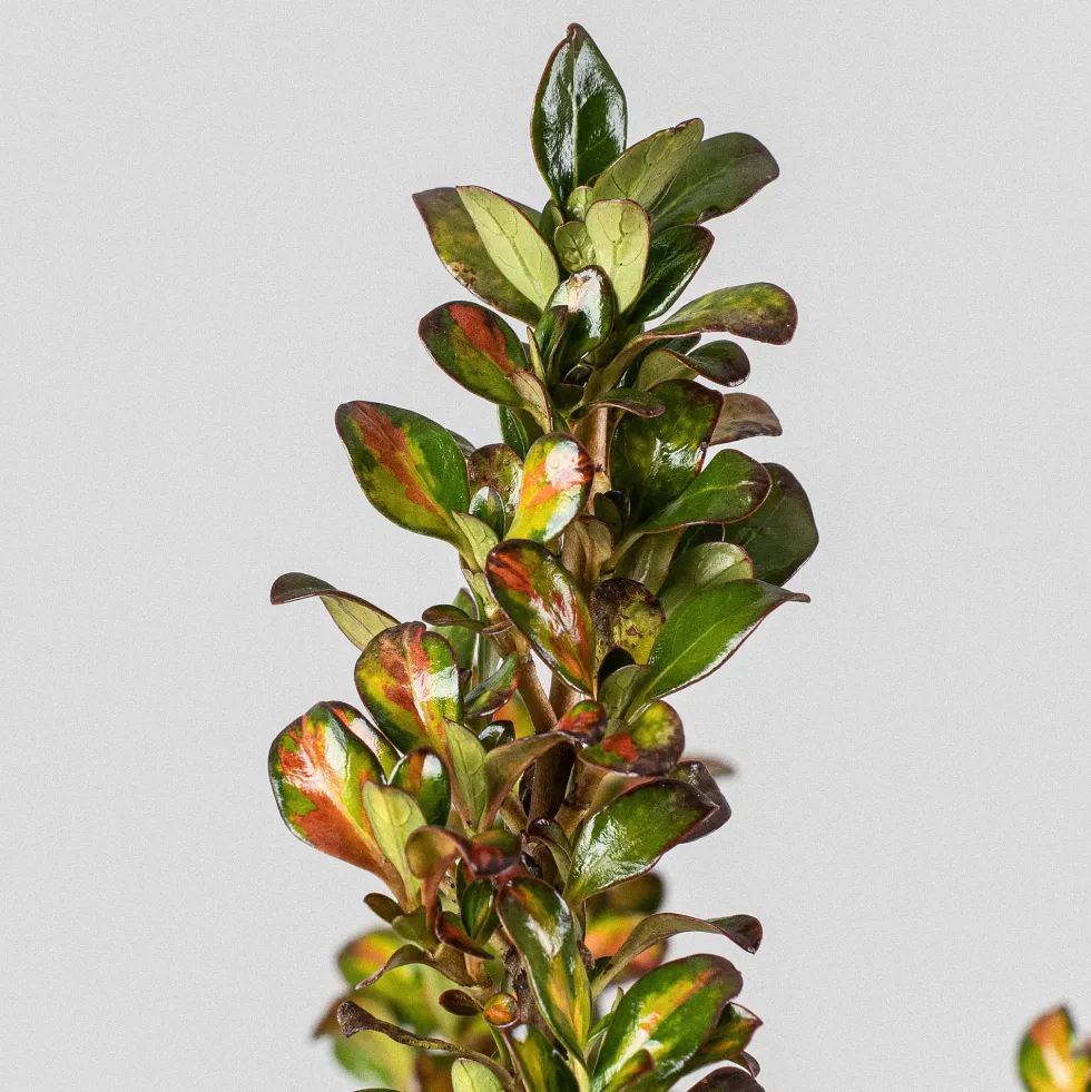 Coprosma 'Lemon and Lime'