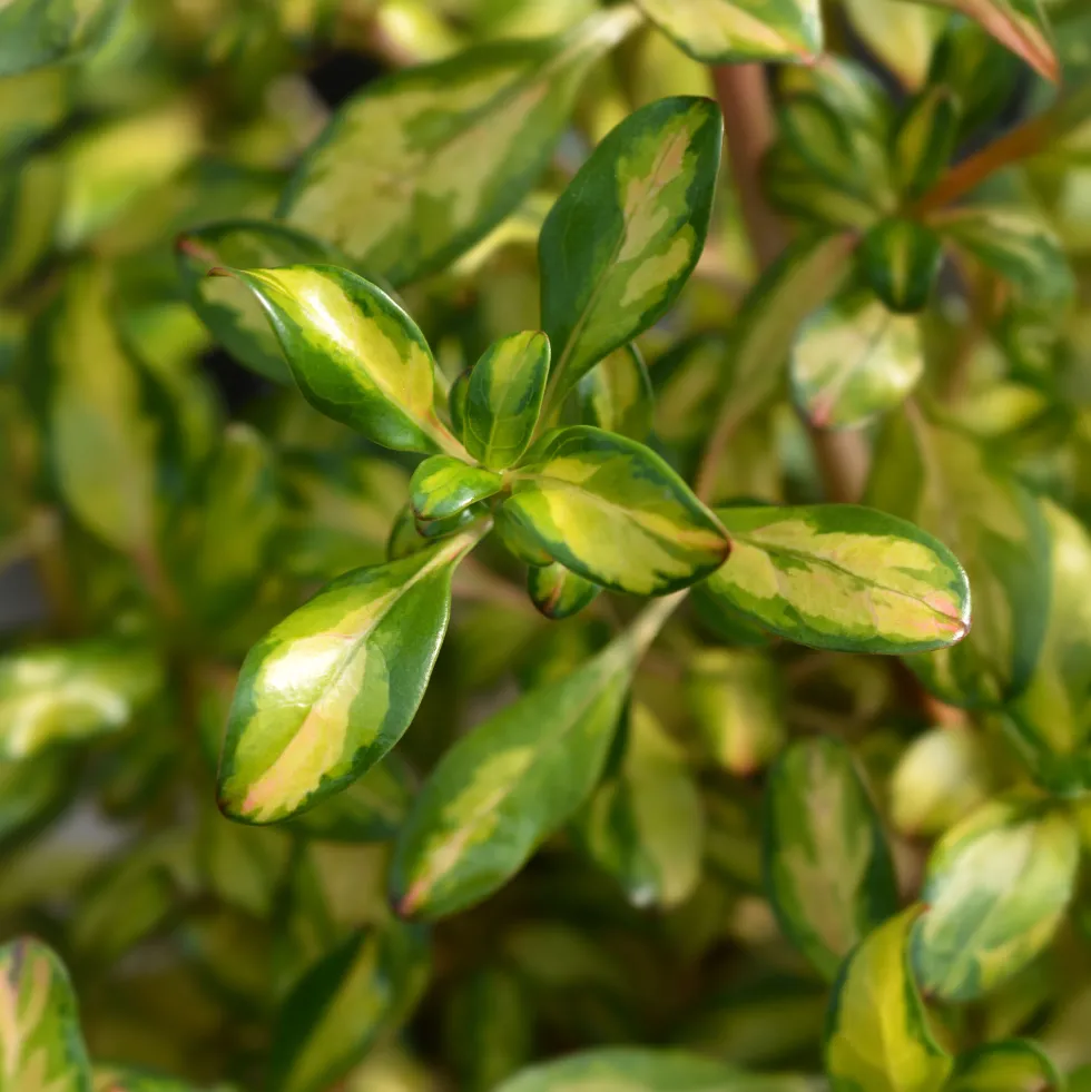 Coprosma 'Lemon and Lime'