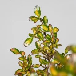 Coprosma 'Lemon and Lime'