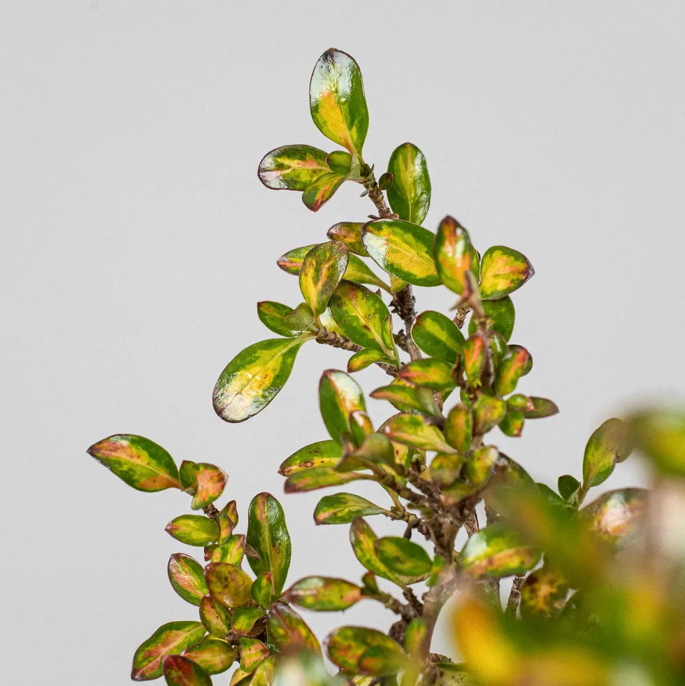 Coprosma 'Lemon and Lime'