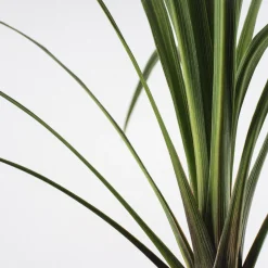 Cordyline australis
