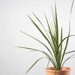 Cordyline australis