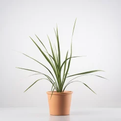 Cordyline australis