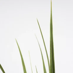 Cordyline australis