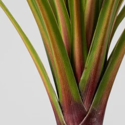 Cordyline australis 'Peko'