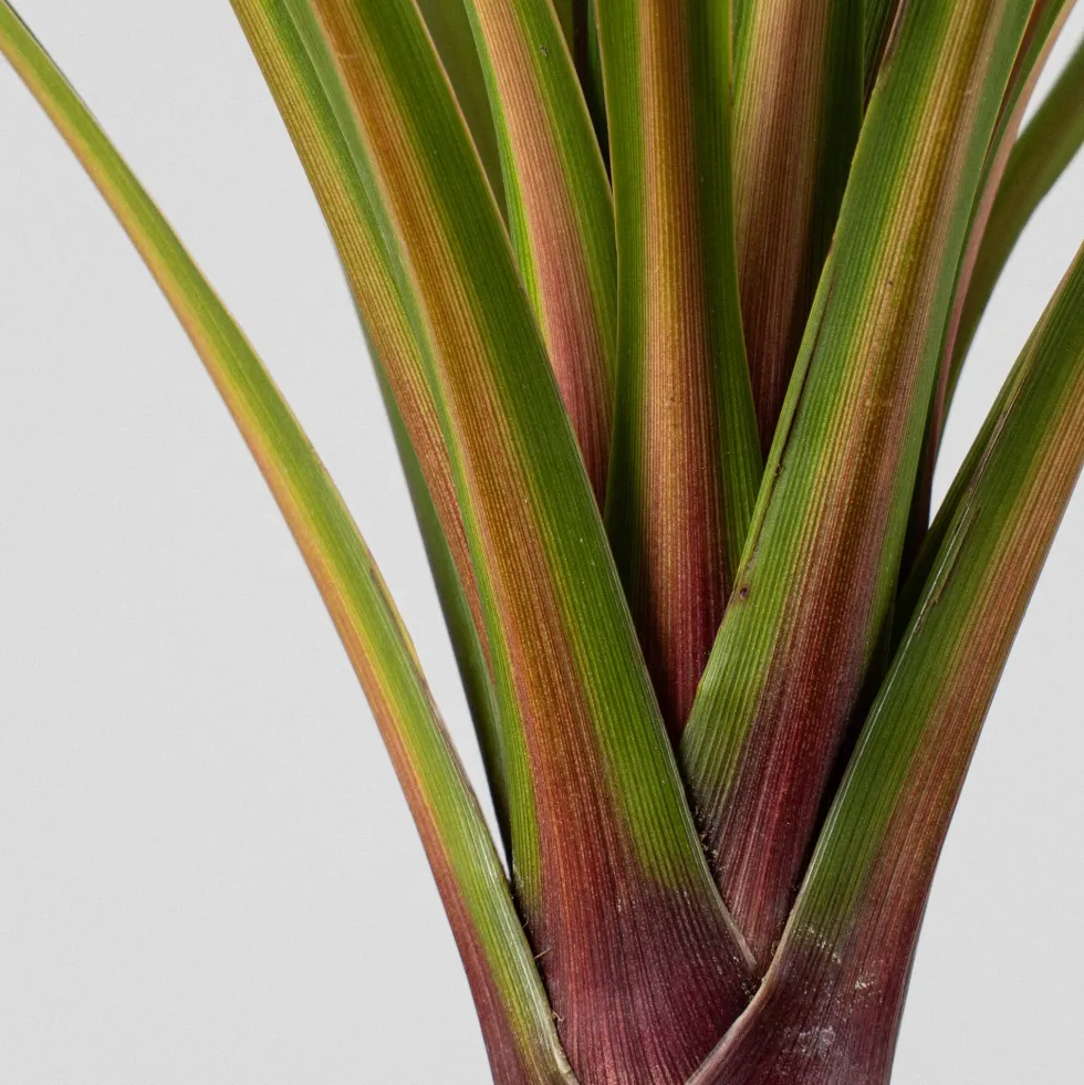 Cordyline australis 'Peko'