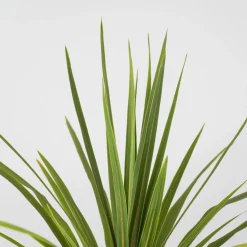 Cordyline australis 'Peko'