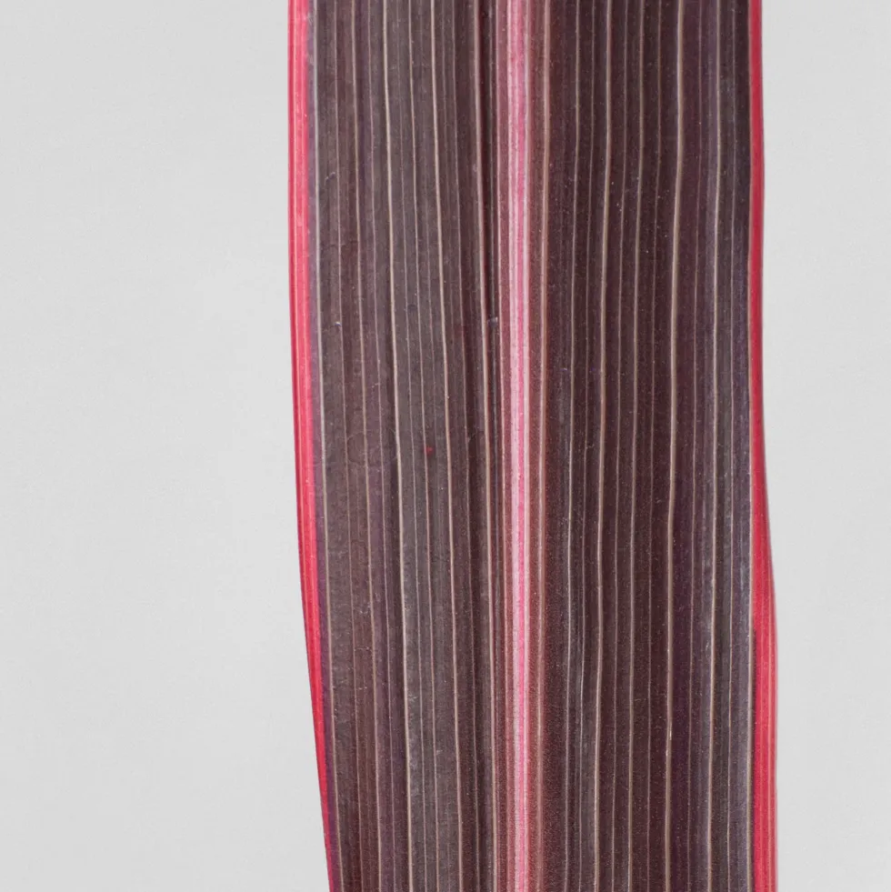 Cordyline banksii 'Electric Pink'