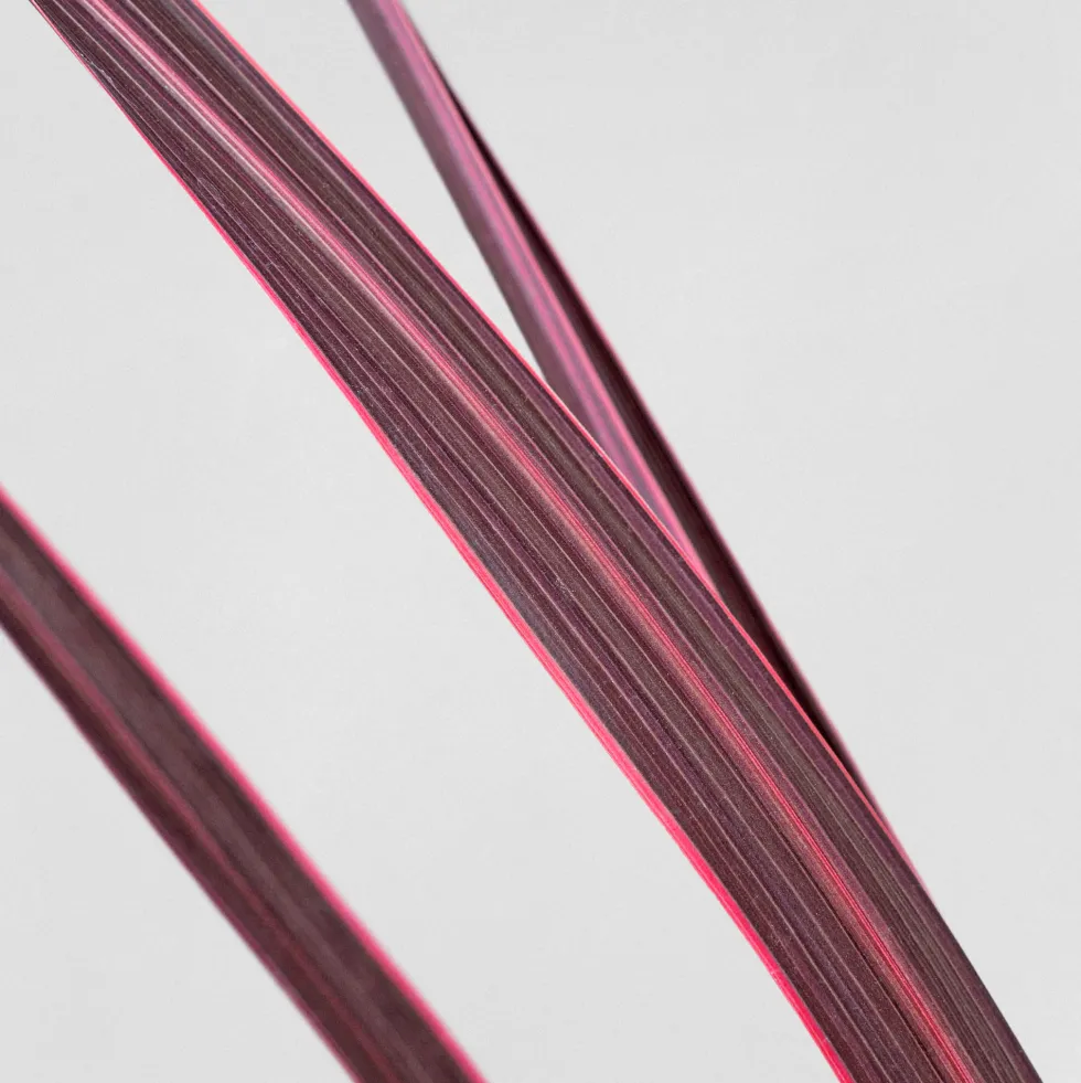 Cordyline banksii 'Electric Pink'