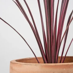 Cordyline banksii 'Electric Pink'
