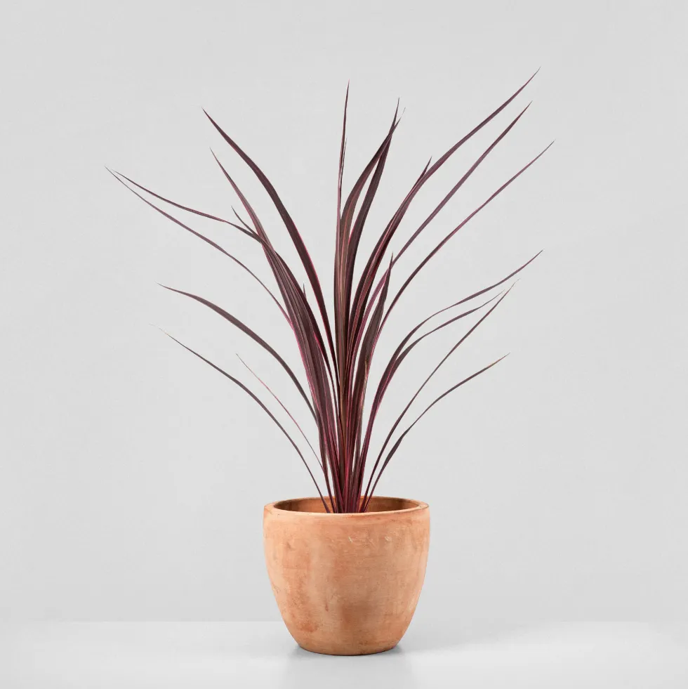 Cordyline banksii 'Electric Pink'
