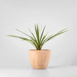 Cordyline indivisa