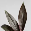 Cordyline (varias especies)