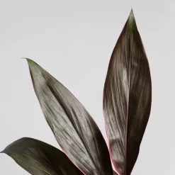Cordyline (varias especies)