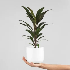 Cordyline (varias especies)
