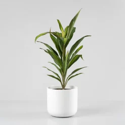 Cordyline (varias especies)