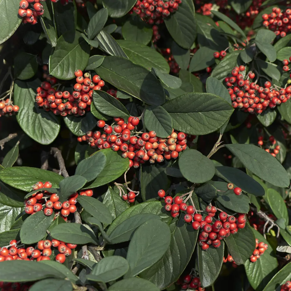 Cotoneaster lacteus