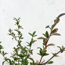 Cotoneaster lacteus