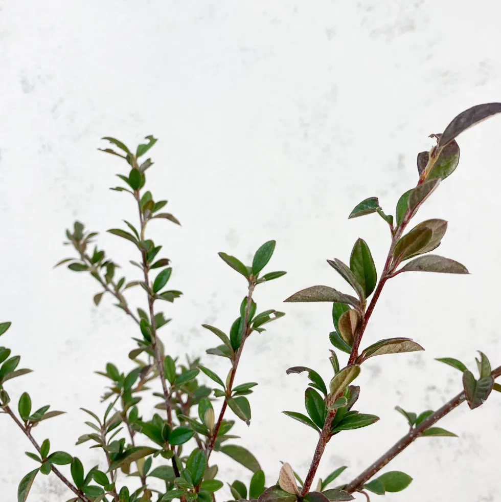 Cotoneaster lacteus