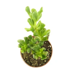 Crassula ovata 'Hobbit'