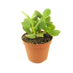 Crassula ovata (Árbol de jade)