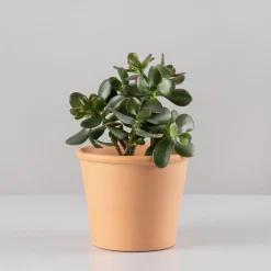 Crassula ovata 'Sunset'