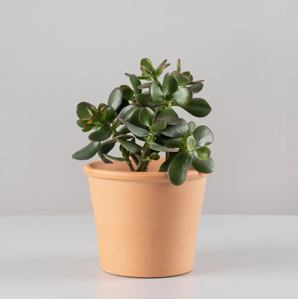 Crassula ovata 'Sunset'