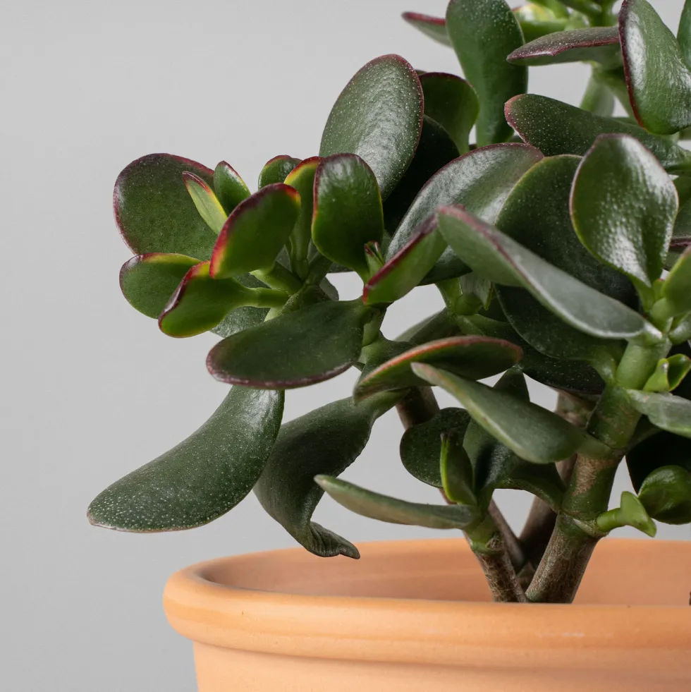 Crassula ovata 'Sunset'
