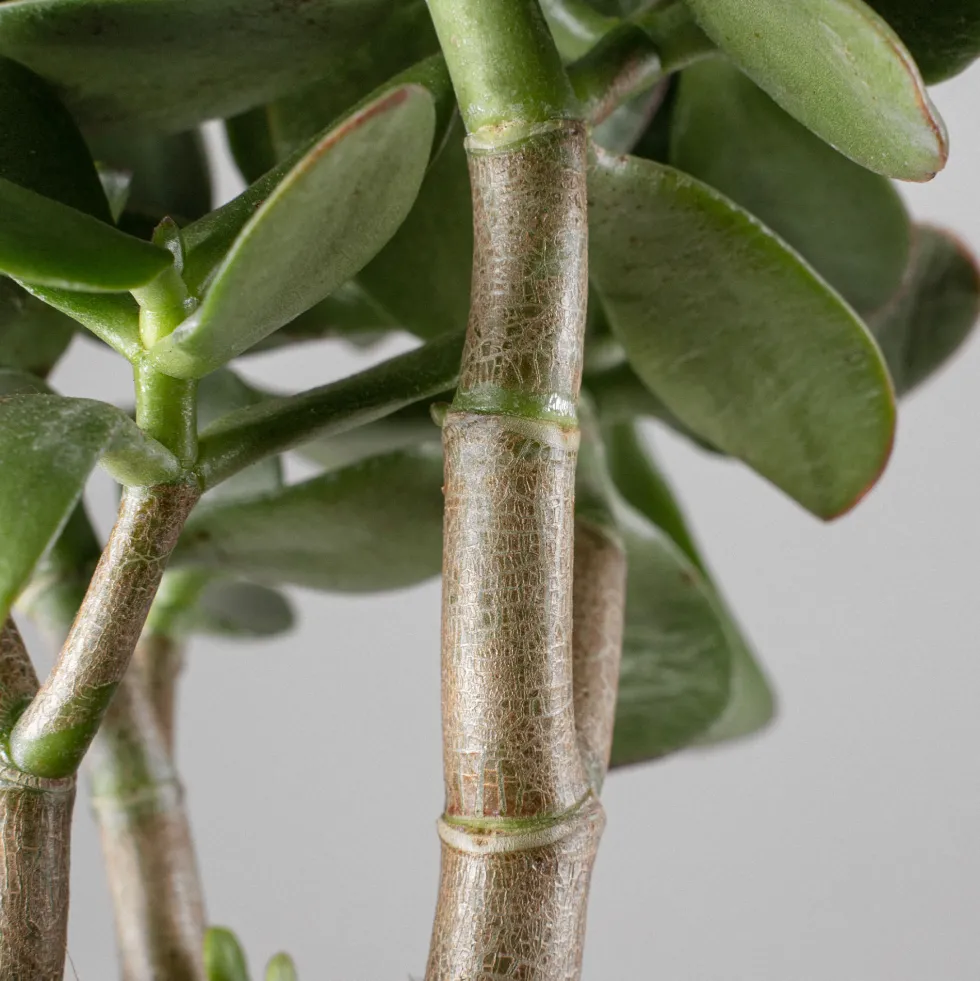 Crassula ovata 'Sunset'