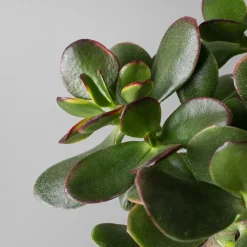 Crassula ovata 'Sunset'