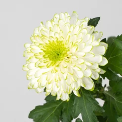 Crisantemo 'Zembla'