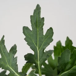 Crisantemo 'Zembla'