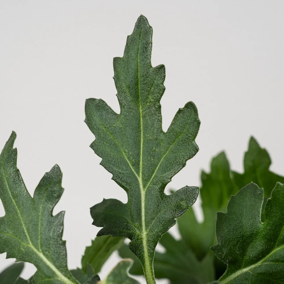 Crisantemo 'Zembla'