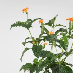 Crossandra