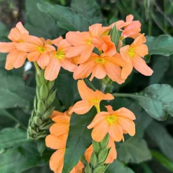 Crossandra