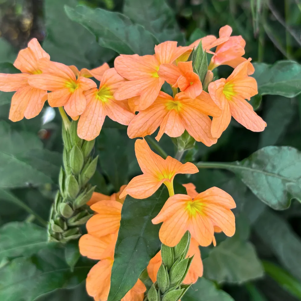 Crossandra