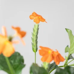 Crossandra
