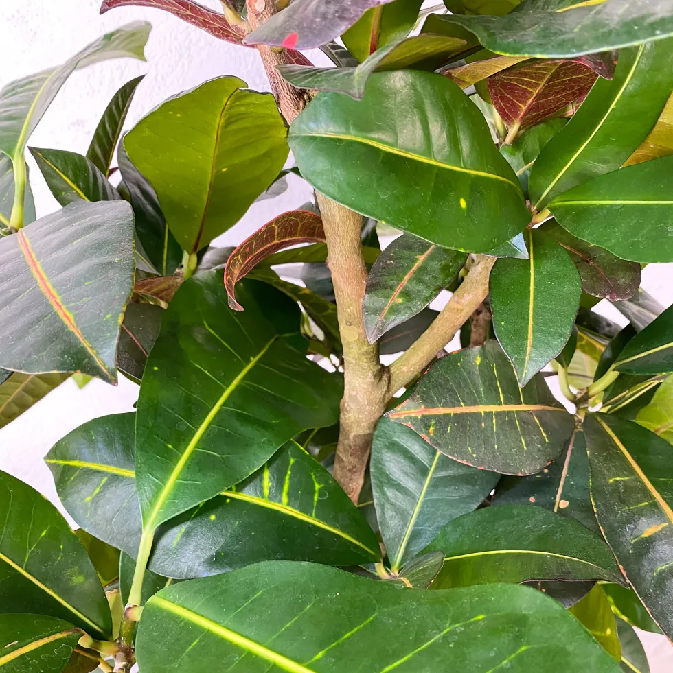 Croton variegatum 'Mammi'