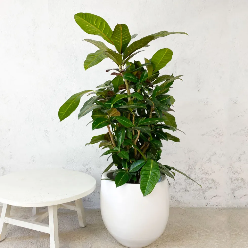 Croton variegatum 'Mammi'