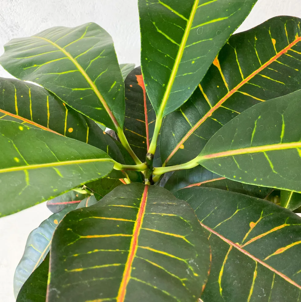 Croton variegatum 'Mammi'
