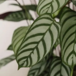 Ctenanthe setosa 'Compactstar'
