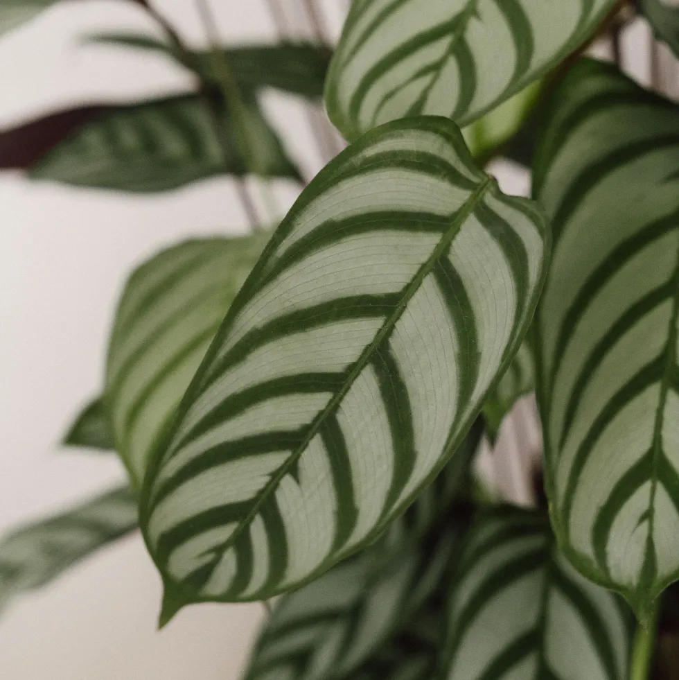 Ctenanthe setosa 'Compactstar'