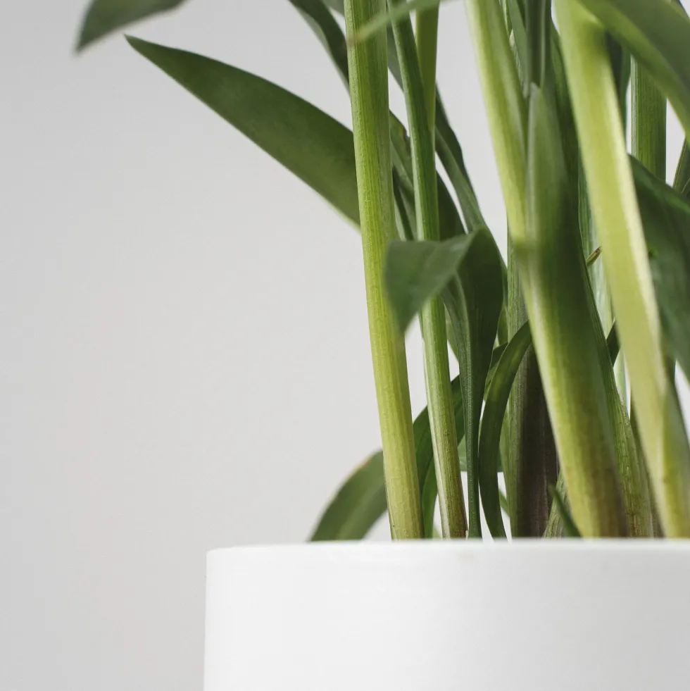 Curcuma alismatifolia - Tulipán de Siam